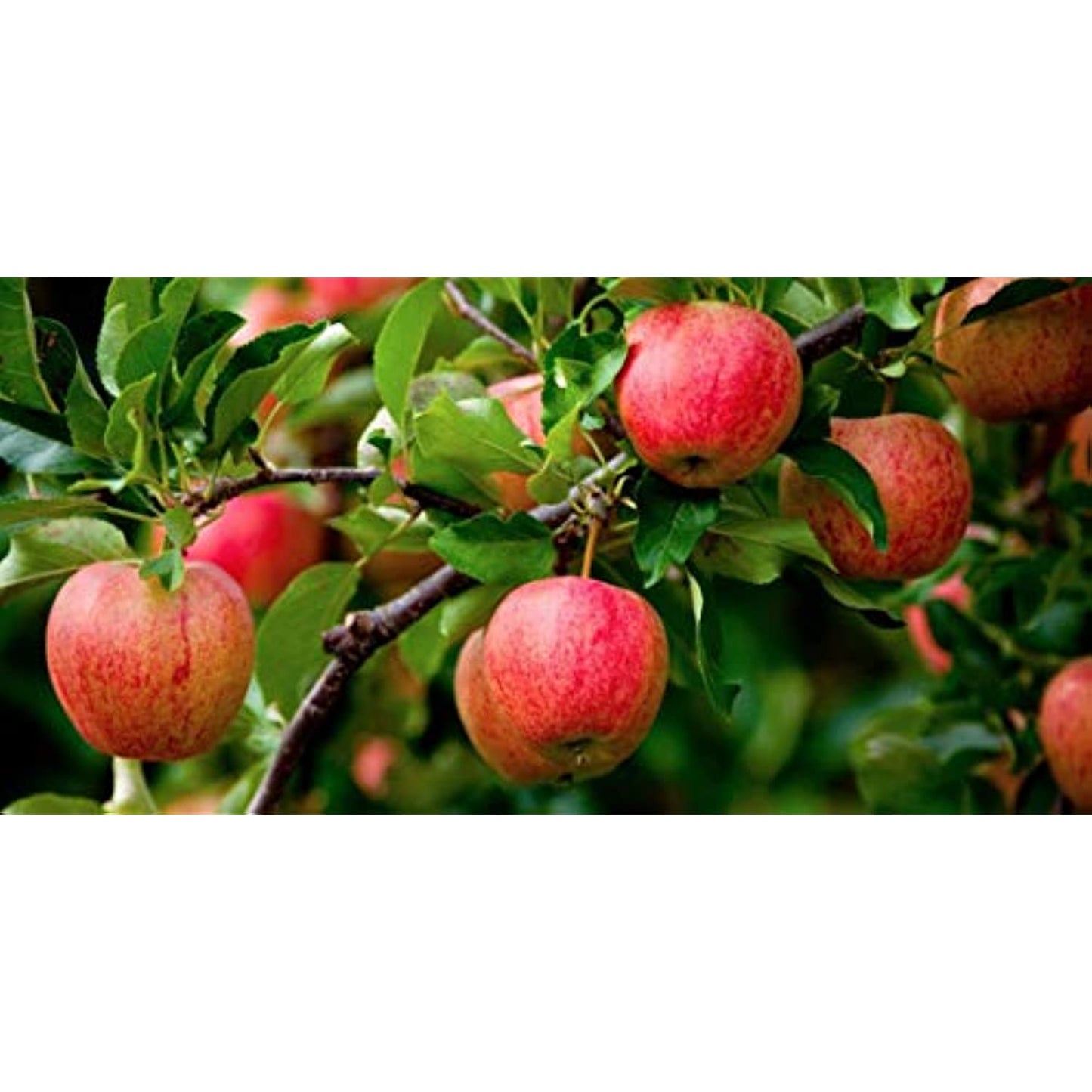 North Coast Organic Honeycrisp Apple Sauce, 24 Ounce (Pack of 6)