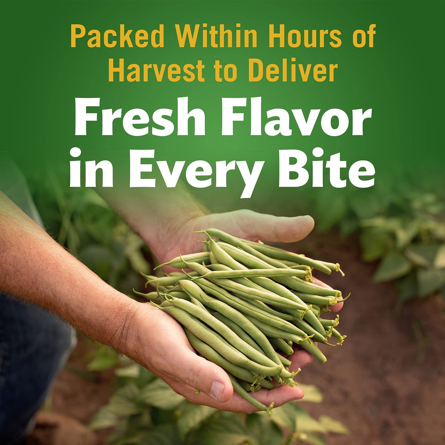 Del Monte Canned Fresh Cut Blue Lake Low Sodium Cut Green Beans, 14.5-Ounce (Pack of 12)