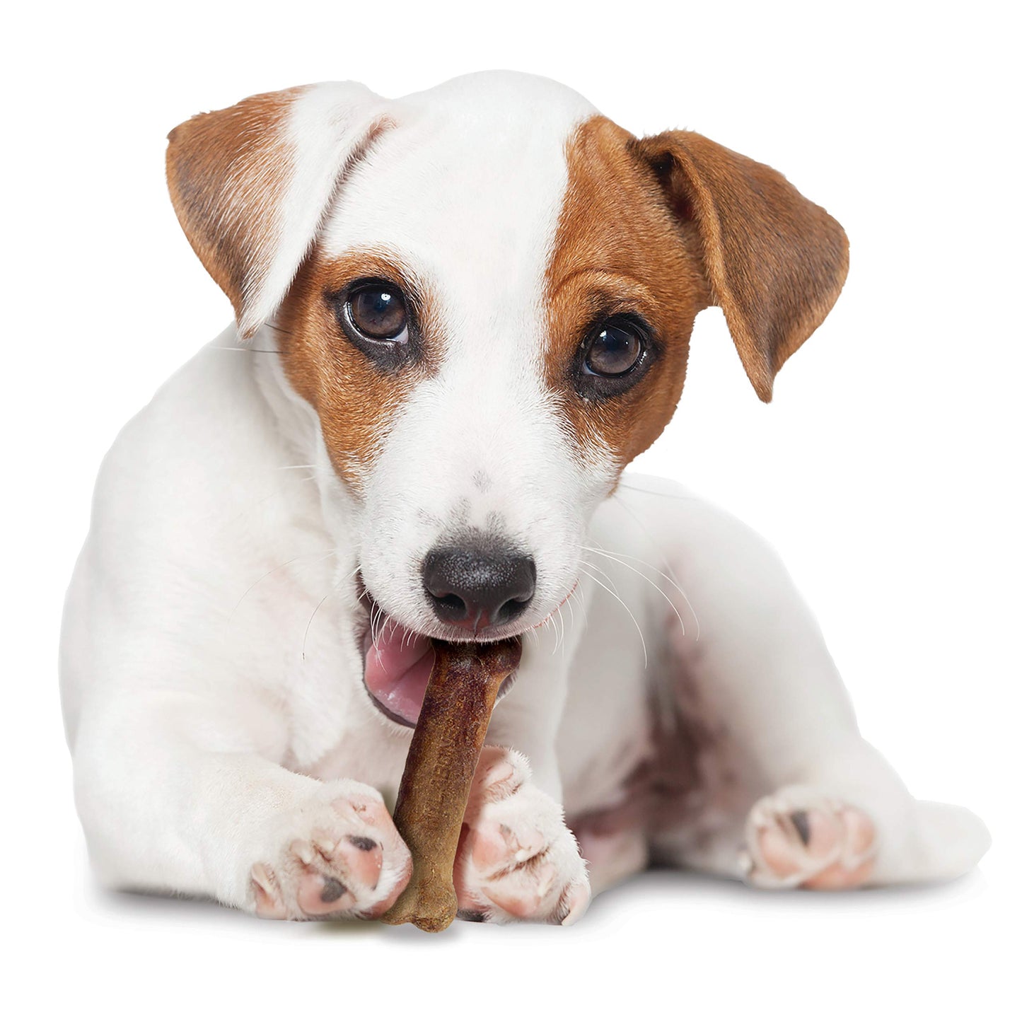 Nylabone Healthy Edibles All-Natural Long Lasting Bacon Flavor Chew Treats 1 Count Bacon Small/Regular