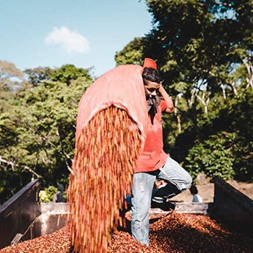 Fara Coffee, Whole Bean (Signature Roast, (Medium/Dark), 2.2 Lb)