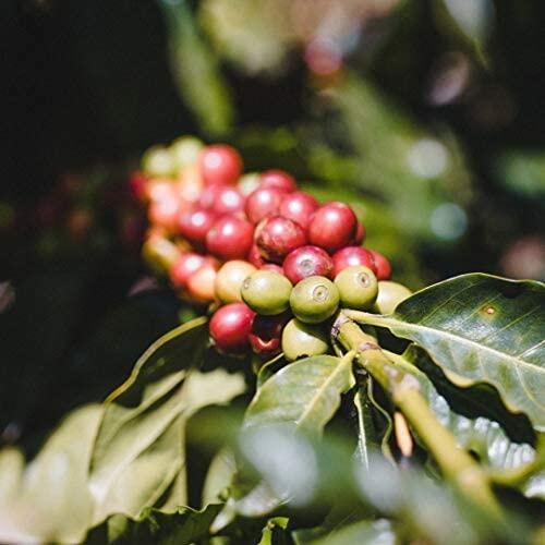 Fara Coffee, Whole Bean (Breakfast Blend, (Medium), 2.2 Lb)