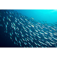 Season Sardines in Olive Oil | Skinless & Boneless, Gluten Free, Keto, Paleo, Kosher, Omega-3 Fatty Acids, Sugar Free, Salt Added | Wild Caught & Sustainable Fresh Fish | 4.375 oz (Pack of 6)