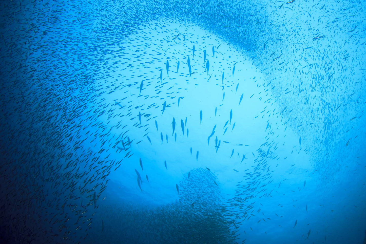 Season's Skinless and Boneless Sardines in Pure Olive Oil. Imported From Morocco 3.75oz (Pack of 12)