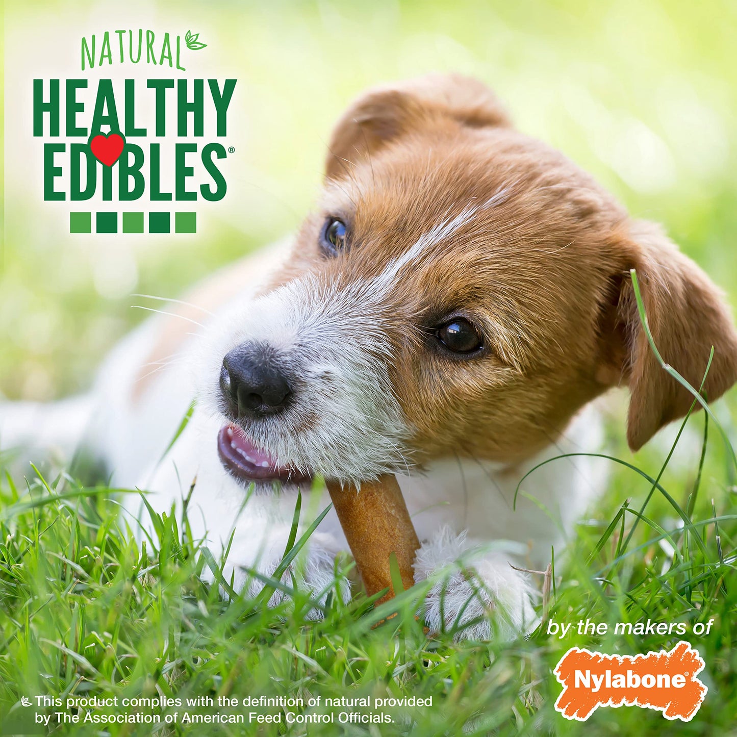 Nylabone Healthy Edibles All-Natural Long Lasting Bacon Flavor Chew Treats 1 Count Bacon Small/Regular